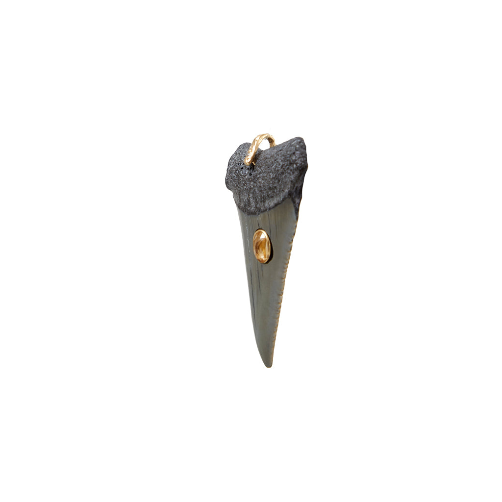 SHARK Charm Dent fossilisée sertie Citrine - bélière argent plaqué or 24 cts et diamant