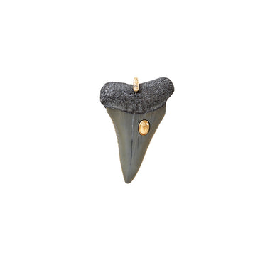 SHARK Charm Dent fossilisée sertie Citrine - bélière argent plaqué or 24 cts et diamant